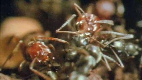 蚂蚁的袭击在线观看